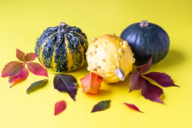 Autumn composition with small decorative pumpkins and autumn leaves. 