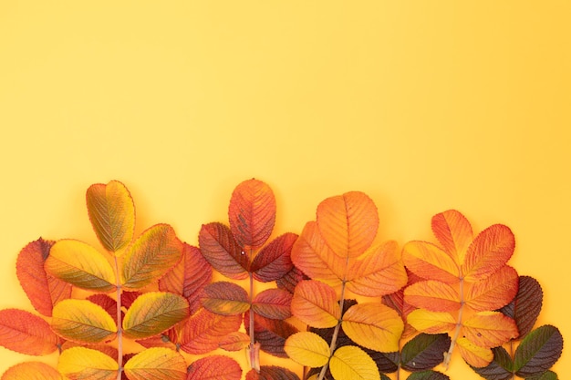 秋の構成。オレンジ色の背景に黄色のバラの葉