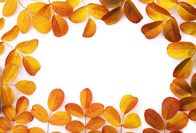 Autumn composition. yellow rose leaves on a white background