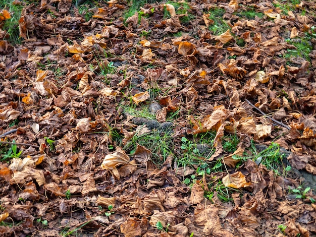 가을 개념 건조한 잎은 초록 잔디에 놓여 있습니다. 아열대 지역의 12 월