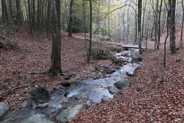 Autumn concept with fallen leaves by river.