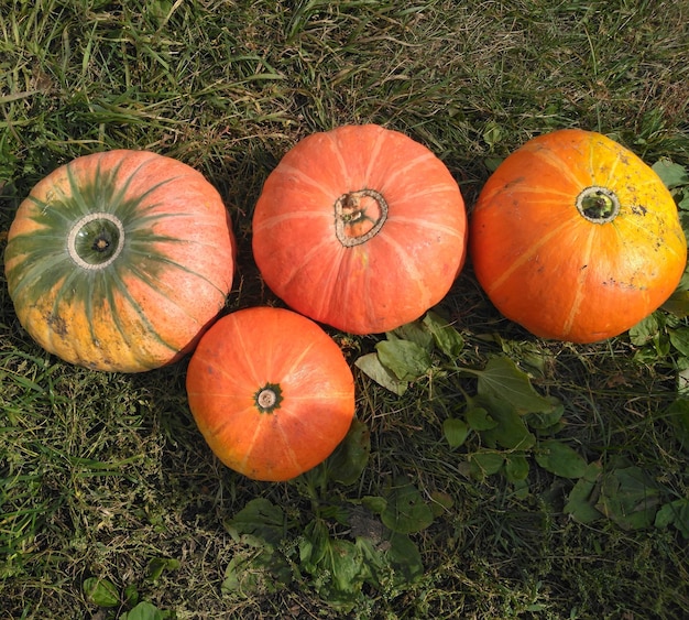 Autumn concept with pumpkin huge orangeyellow pumpkins