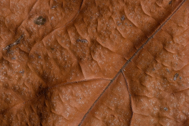 Foto concetto di autunno: foglie colorate marrone appassite su fondo scuro.