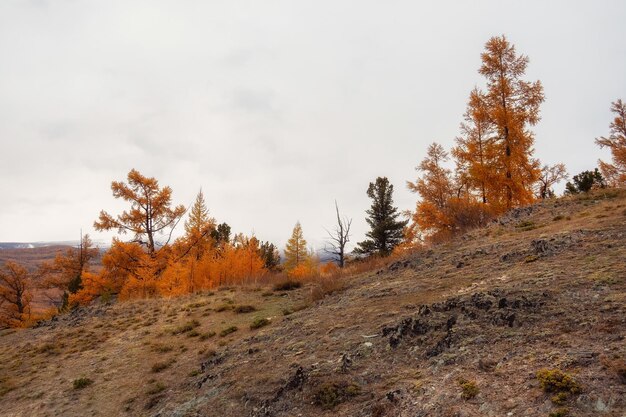 Фото Осенние хвойные деревья вдоль сухого травяного склона