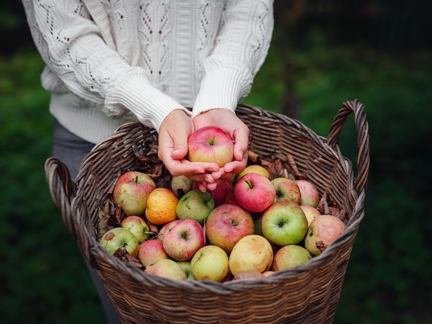 Photo autumn country woman with wicker basket harvesting apple