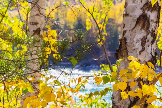 写真 秋の田園風景 公園の秋 黄金の白樺の木の葉の日光の森