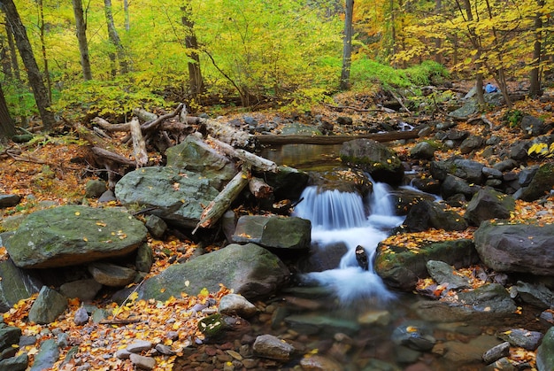 Autumn creek closeup with yellow maple trees and foliage on rocks in forest with tree branches.