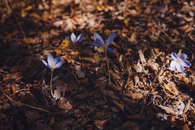 가을 잎의 배경에 있는 가을 크로커스 크로커스 팔라시이와 크로커스 스펙시오수스