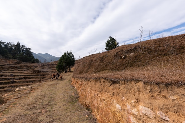 In autumn, crops and weeds in rural fields wither and yellow, and the sky is very blue