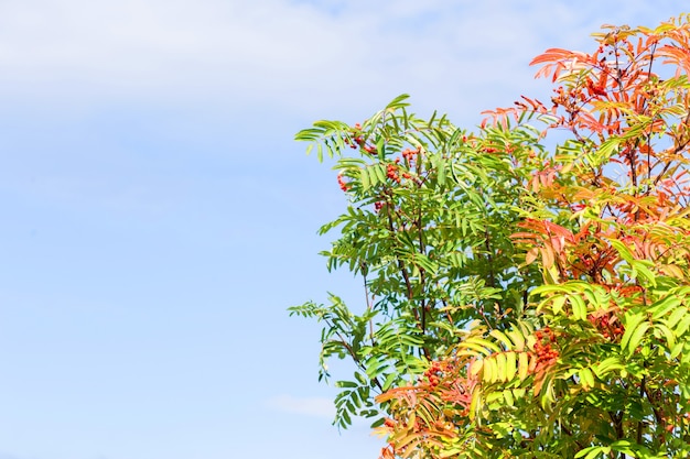 Autumn day. Beautiful Rowan tree and blue sky