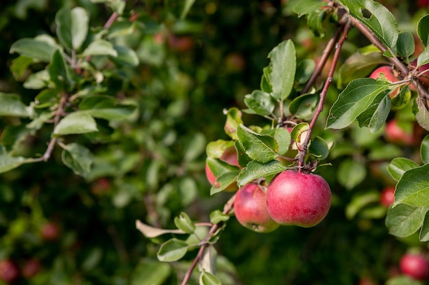 Giornata autunnale giardino rurale nella cornice mele rosse mature su un albero malus domestica gala nel giardino della foresta di permacultura piccoli frutti sugli alberi verdi lussureggianti frutta pronta per la raccoltafrutteto di mele