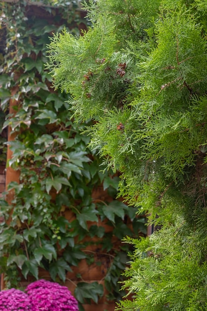 Foto rami di thuja del giorno d'autunno in primo piano su uno sfondo di verde