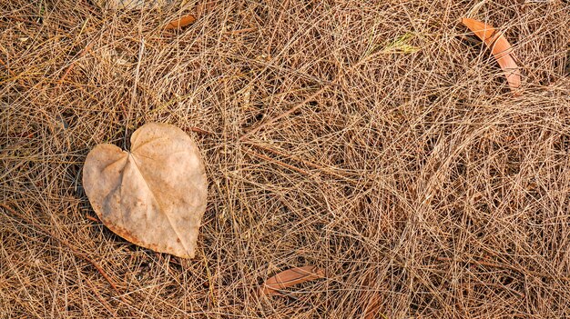 Autumn dead leaves on the ground, ideal for backgrounds and textures