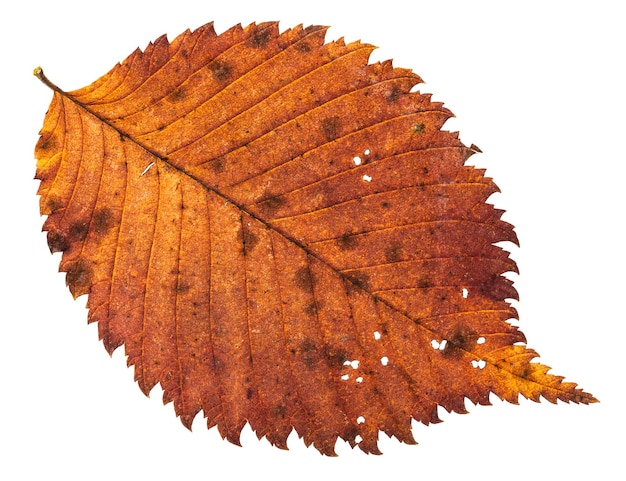 고립 된 느릅 나무의 가을 부패 구멍이있는 잎