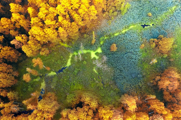 Autumn deciduous forest top view, natural background or texture.