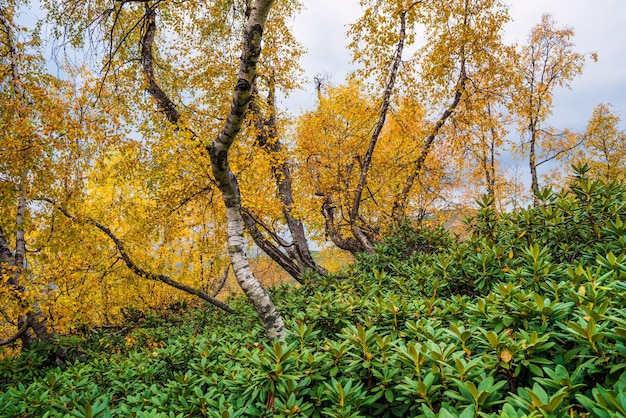 Autumn in the deciduous forest