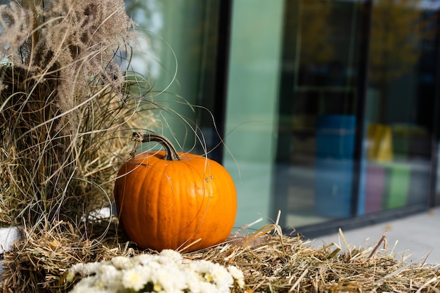 Autumn decor, composition with pumpkins and seasonal flowers