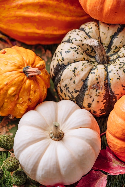 Осенний декор из тыквыДень благодарения или Хэллоуин с копией пространства