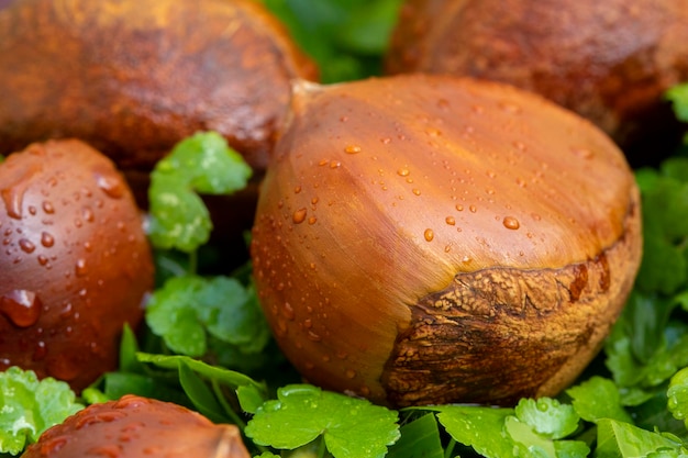 Autumn delicacies, chestnuts, white, white background