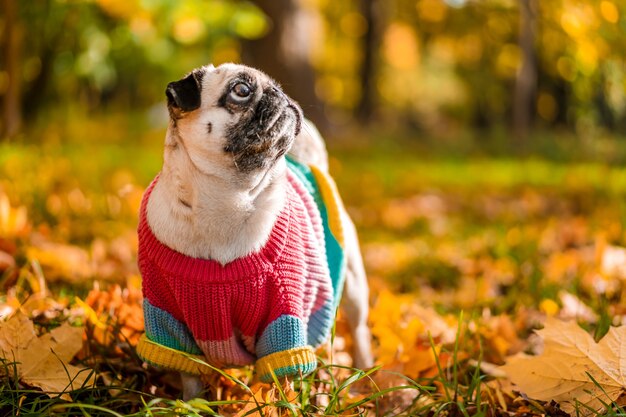 Autumn dog pug in a warm sweater stands in colorful leaves in the autumn forest
