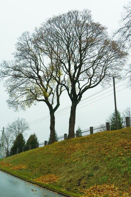 秋の憂鬱な森の風景 公園の木から落ちた葉 高い木と道のある都市の緑の公園の景色