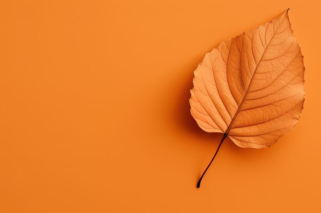 Foto foglia secca d'autunno su uno sfondo arancione con spazio per la copia