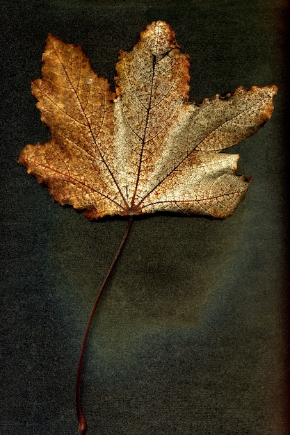 L'autunno ha asciugato la foglia di una pianta su un fondo nero