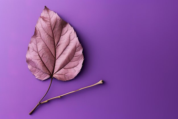 Autumn dried leaf on a purple background with copy space