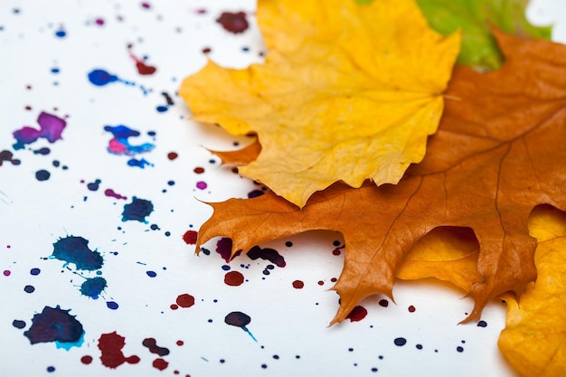 Autumn dried leaves and watercolor stains