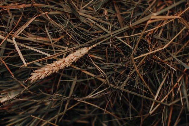 Autumn dry ear of wheat Natural organic autumnal background The time of harvest Thanksgiving