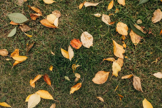 Autumn dry fallen colorful leaves Natural background