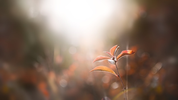 Autumn dry grasses in a forest at sunset. Blurred nature background