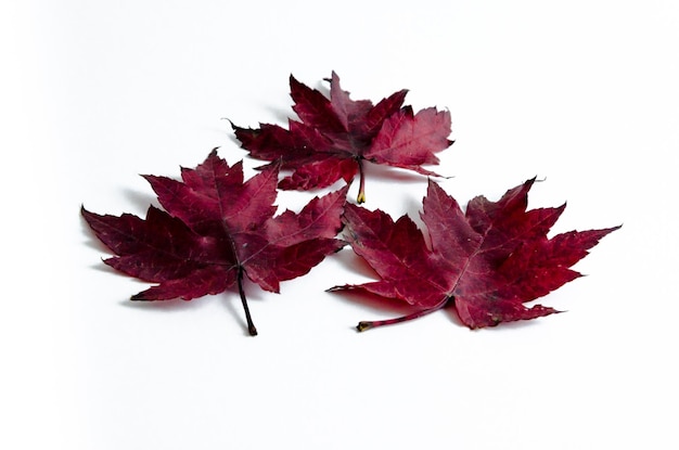 Autumn dry leaf fallen from tree on white background.