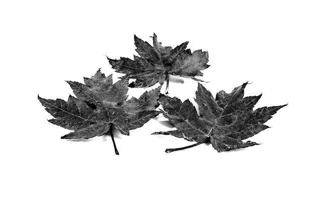 Autumn dry leaf fallen from tree on white background.