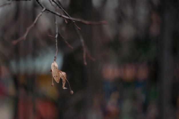 An autumn dry leaf hangs on a tree branch with a blurred background