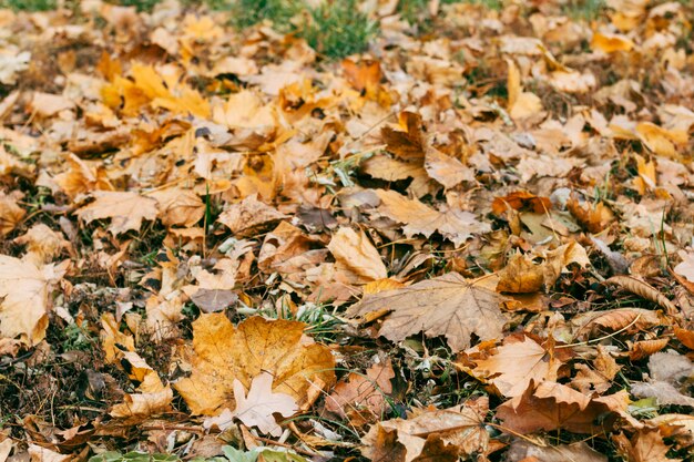 Autumn dry leaves on the grass