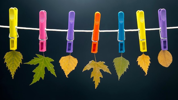 Autumn dry leaves hang on colored clothespins