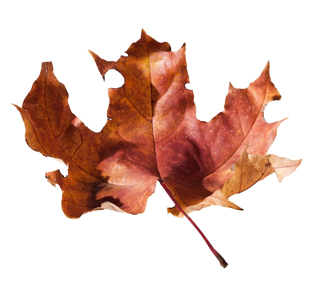 Autumn dry maple leaf isolated on white