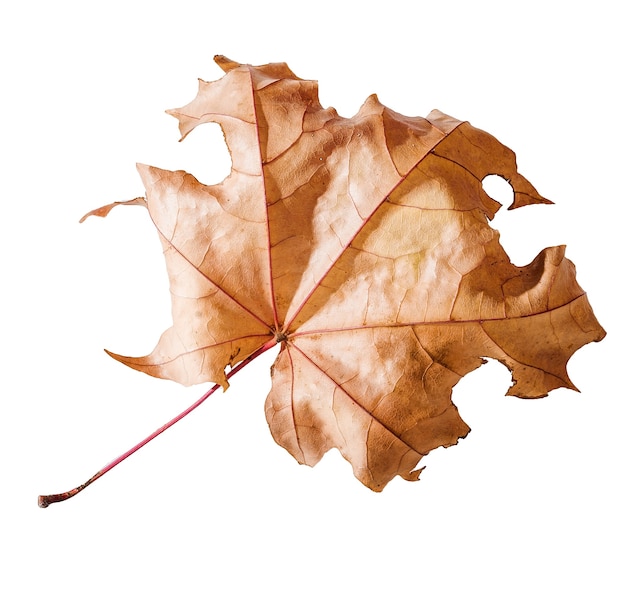 Autumn dry maple leaf isolated on white