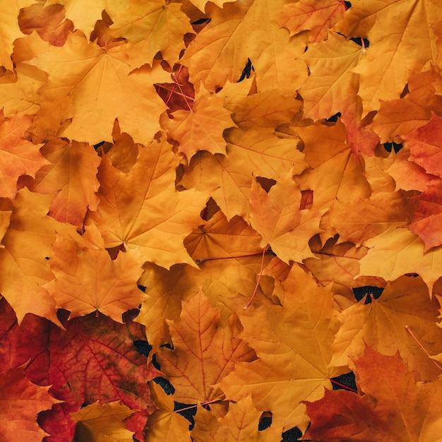 Autumn dry orange maple leaves