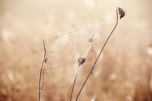 Autumn dry plant