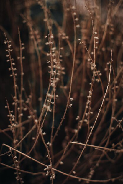 Фото Осенние сухие сезонные бежевые растения в парке сухие тростники в стиле бохо капризная атмосфера