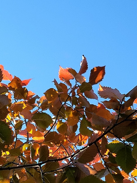 autumn elm leaves on a blue sky background