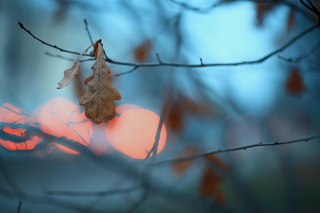 autumn evening branches gloomy background, abstract seasonal concept sadness stress