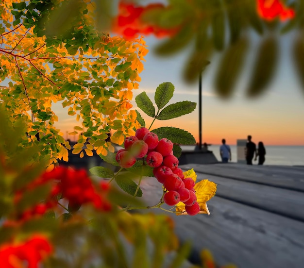 Autumn evening city rowan berry tree branch and yellow leaves