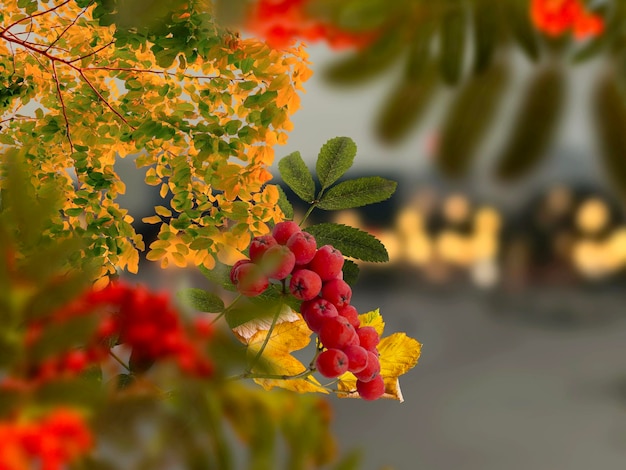 Autumn evening city rowan berry tree branch and yellow leaves