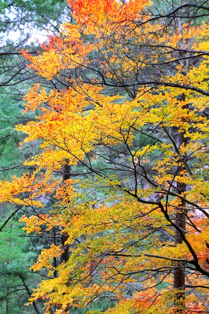 Photo autumn fall colorful golden yellow leaves beech forest