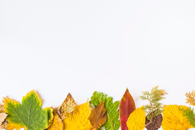 Autunno e caduta foglie colorate