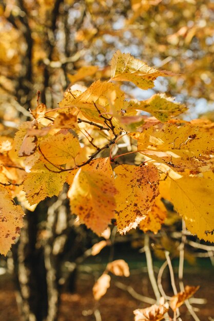 Composizione autunnale e autunnale. bellissimo paesaggio con foglie gialle