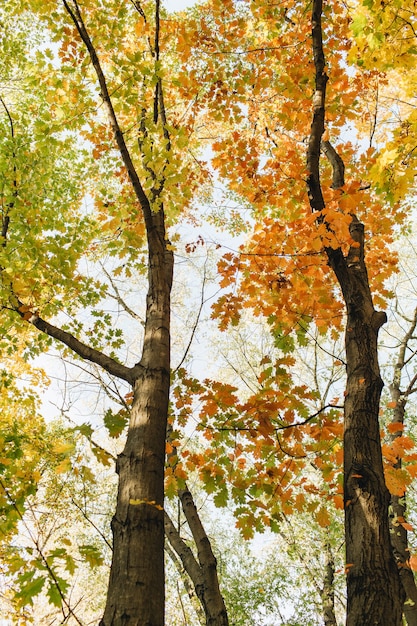 Composizione autunnale e autunnale. bellissimo paesaggio con alberi e foglie gialle, arancioni, verdi